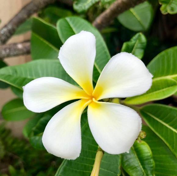 gohanalei